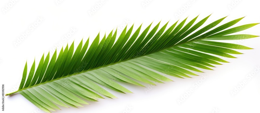 Isolated coconut leaf on a white background with copy space image. Isolated coconut leaf on a white background with copy space image.