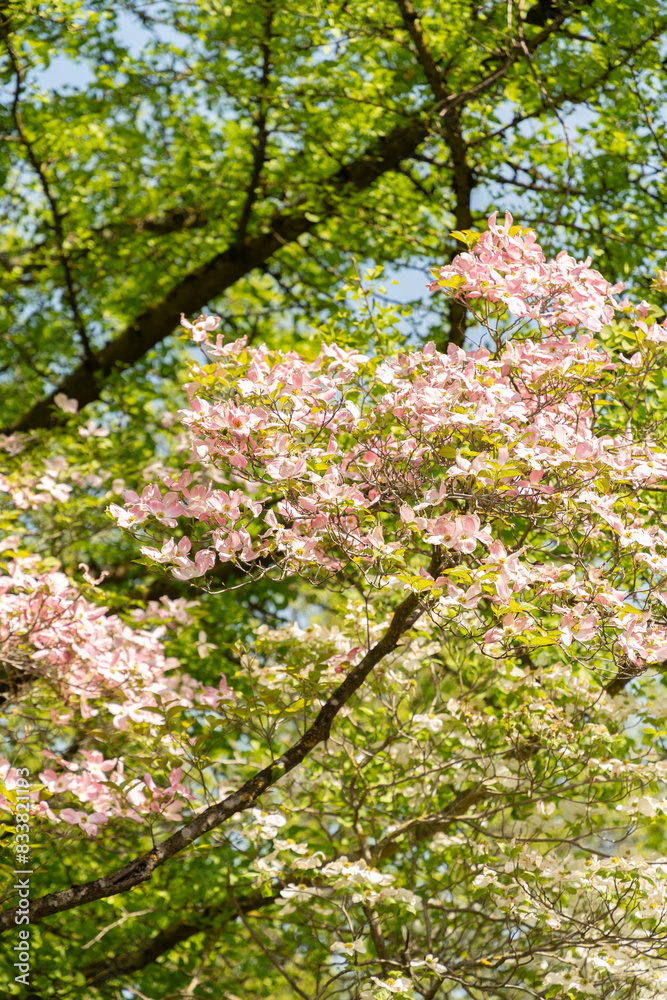 Flowering dogwood or Cornus Florida plant in Zurich in Switzerland Flowering dogwood or Cornus Florida plant in Zurich in Switzerland