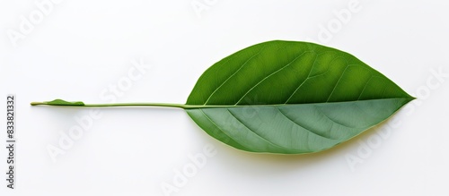 Image of a leaf with an emp...