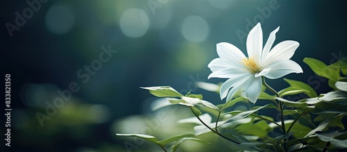 Morning shot of a white flower with copy space image.