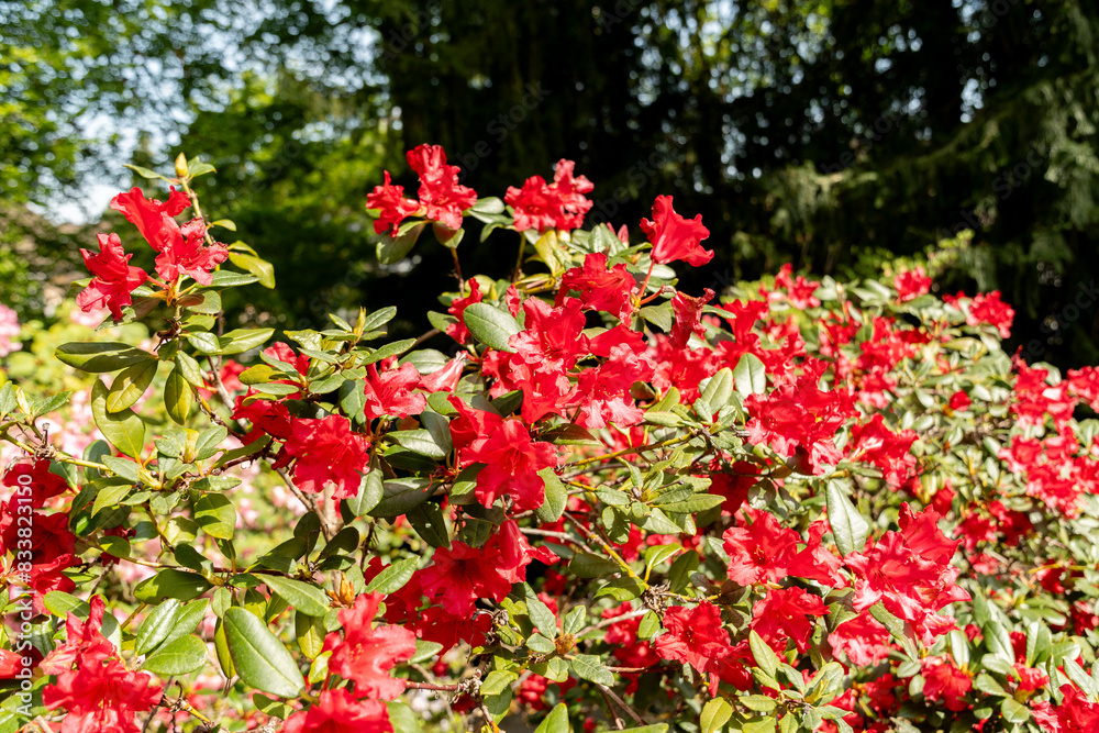 Rhododendron Forrestii plant in Zurich in Switzerland Rhododendron Forrestii plant in Zurich in Switzerland