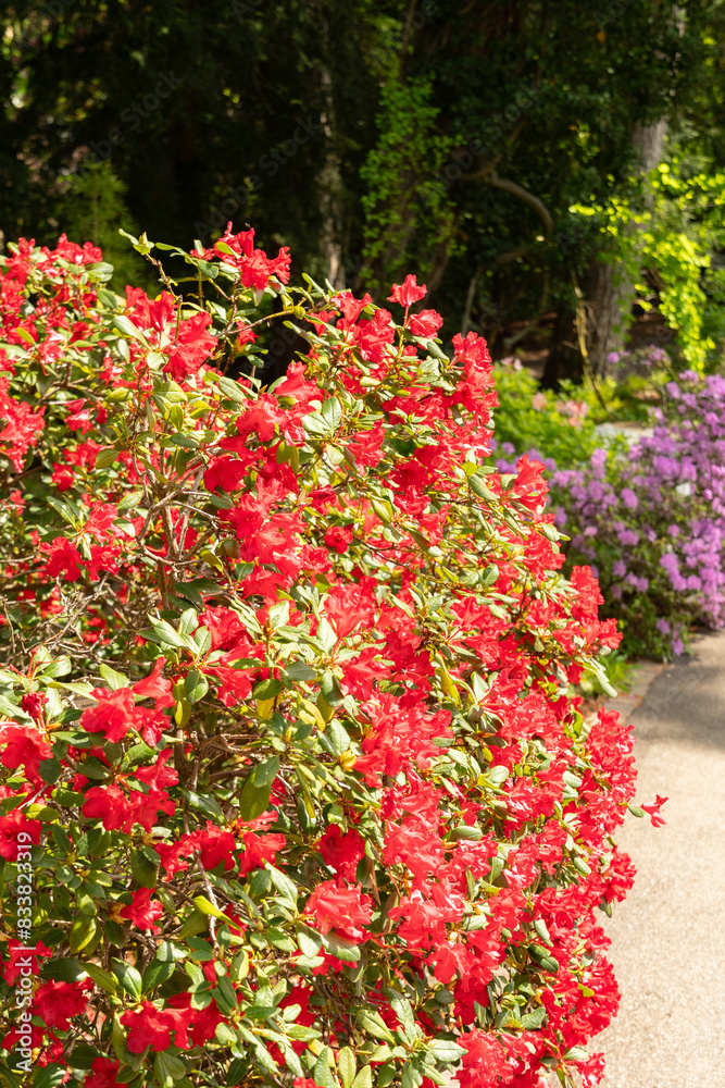 Rhododendron Forrestii plant in Zurich in Switzerland Rhododendron Forrestii plant in Zurich in Switzerland