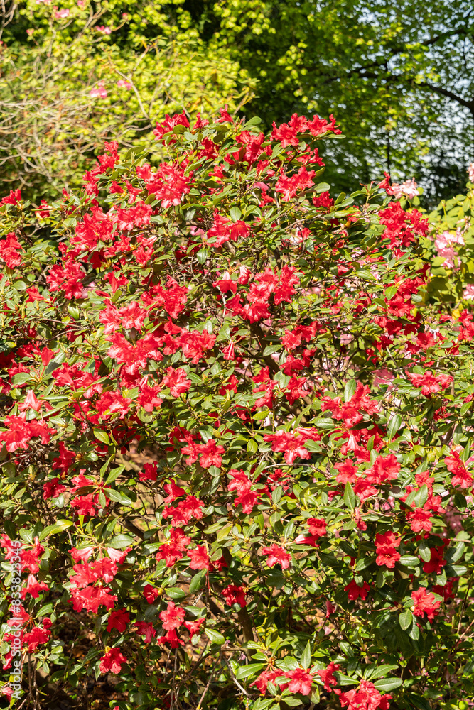 Rhododendron Forrestii plant in Zurich in Switzerland Rhododendron Forrestii plant in Zurich in Switzerland
