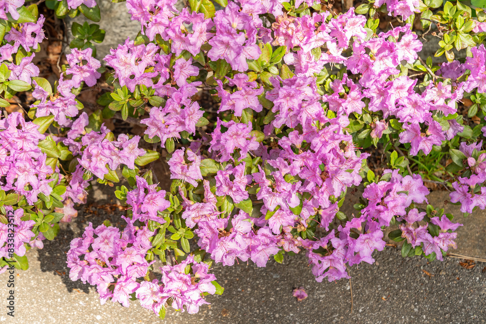 Obraz premium Rhododendron Hybridum plant in Zurich in Switzerland