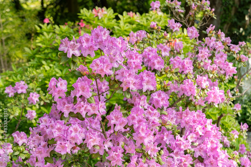 Rhododendron Hybridum plant in Zurich in Switzerland Rhododendron Hybridum plant in Zurich in Switzerland