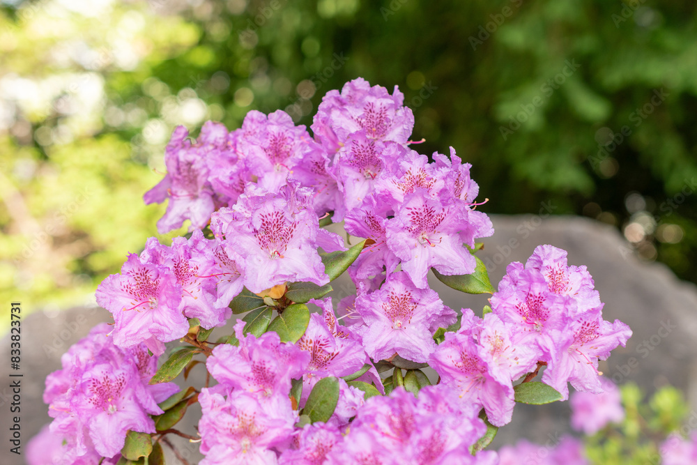 Rhododendron Hybridum plant in Zurich in Switzerland Rhododendron Hybridum plant in Zurich in Switzerland