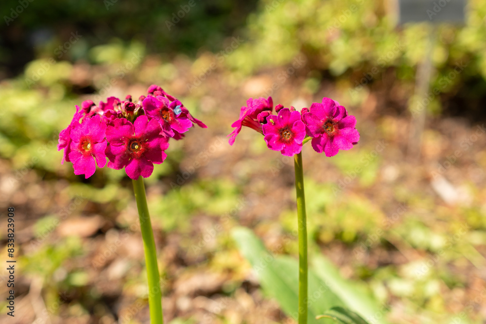 Japanese primrose or Primula Japonica plant in Zurich in Switzerland Japanese primrose or Primula Japonica plant in Zurich in Switzerland