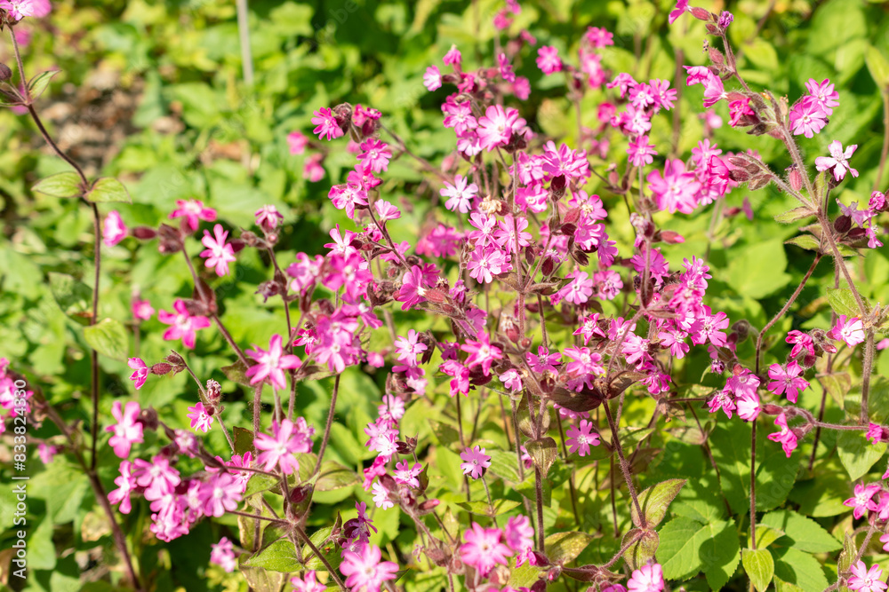 Red Campion or Silene Dioica plant in Zurich in Switzerland Red Campion or Silene Dioica plant in Zurich in Switzerland