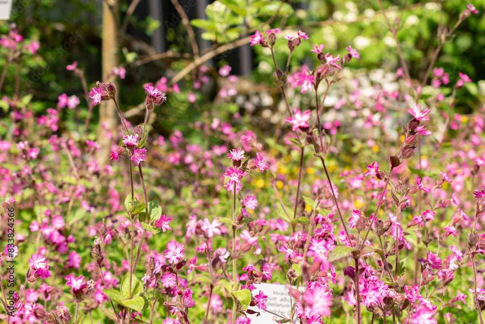 Red Campion or Silene Dioica plant in Zurich in Switzerland Red Campion or Silene Dioica plant in Zurich in Switzerland