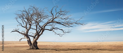 Dry tree with copy space im...