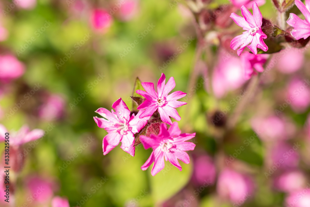 Red Campion or Silene Dioica plant in Zurich in Switzerland Red Campion or Silene Dioica plant in Zurich in Switzerland