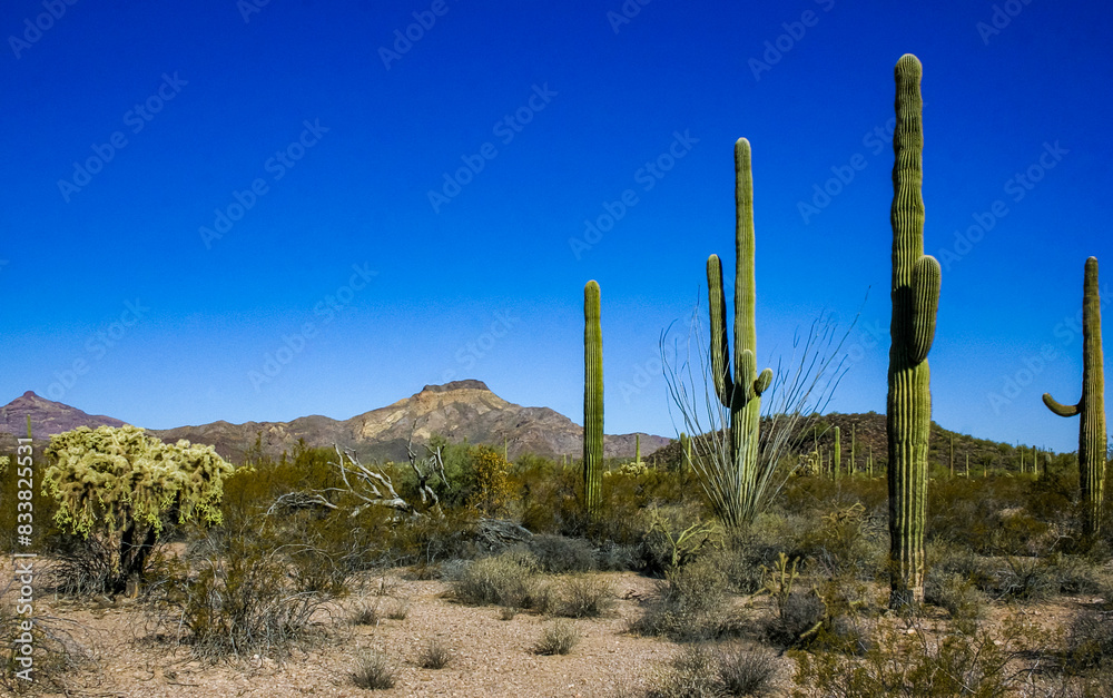 Desert landscape with cacti (Carnegiea gigantea) and other succulents in Organ Pipe NP, Arizona Desert landscape with cacti (Carnegiea gigantea) and other succulents in Organ Pipe NP, Arizona