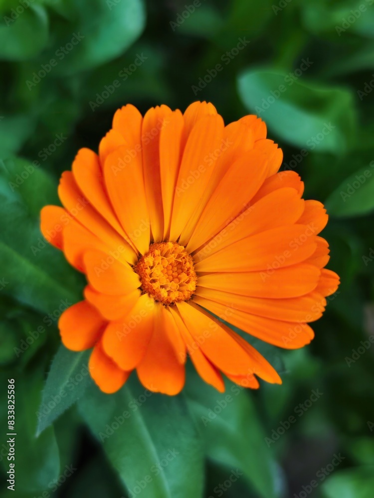 An Orange flower An Orange flower