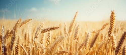 Natural backdrop of a wheat field with copy space image.