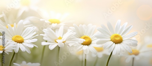 Close-up image of white Chamomile flowers with copy space image.