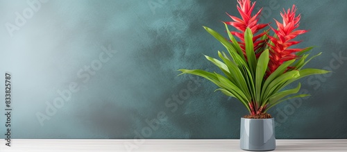 Guzmania lingulata displayed in a vase with copy space image. photo