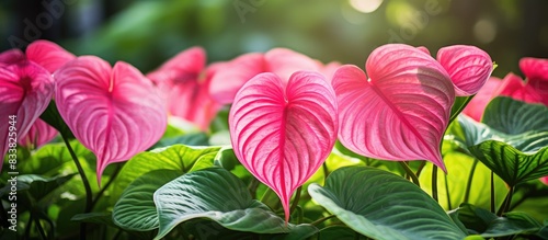 Gorgeous caladium plant with vibrant green leaves in a garden setting with copy space image. photo