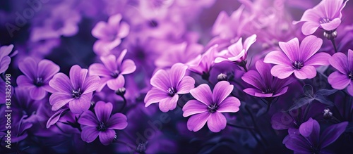 Vibrant purple flowers blooming beautifully in the copy space image. © vxnaghiyev