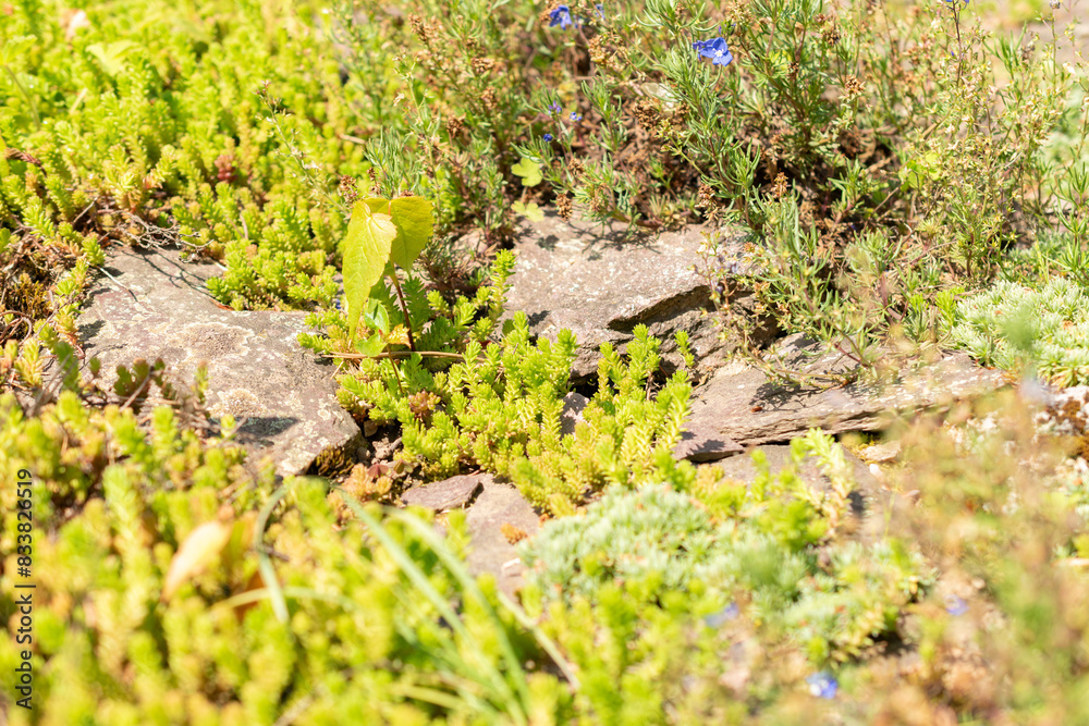 Obraz premium Tasteless stonecrop or Sedum Sexangulare plant in Zurich in Switzerland