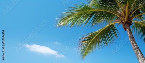 A tropical coconut palm tree set against a clear blue sky provides a serene copy space image.