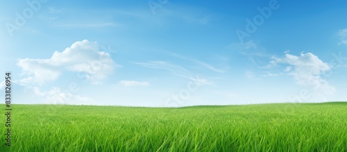 Field of lush green grass with a clear blue sky in the background  perfect for a copy space image.