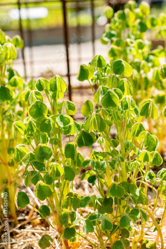 Oxalis Tuberosa plant in Zurich in Switzerland