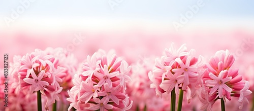 Summer Hyacinth Ornithogalum Candicans plant with pink flowers in a copy space image. photo