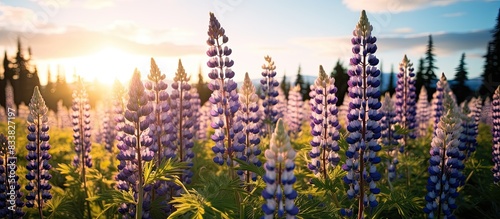 Blooming lupines with a picturesque copy space image. photo