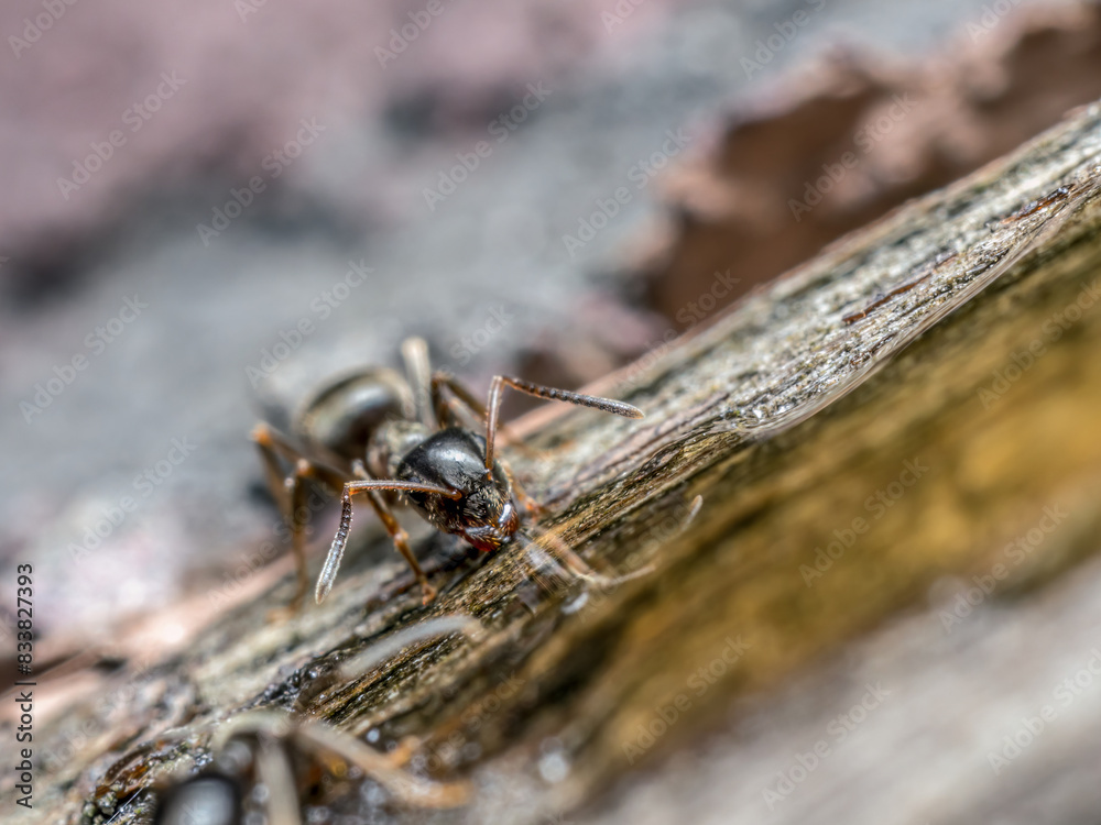 Brown ant ingesting sweet liquid Brown ant ingesting sweet liquid