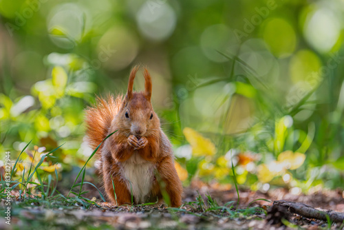 Sciurus vulgaris - cheerful squirrel in the forest