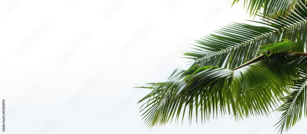 Coconut tree with copy space image against a white backdrop.