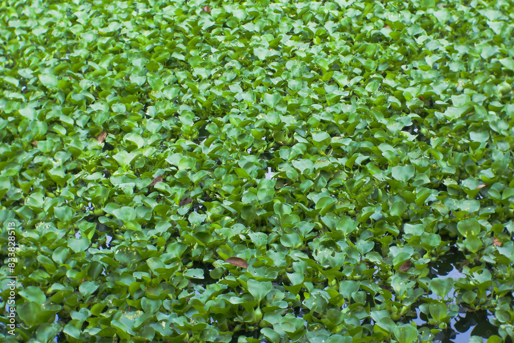 Group of Eichhornia crassipes plants in the lake Group of Eichhornia crassipes plants in the lake