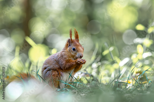 Sciurus vulgaris - cheerful squirrel in the forest