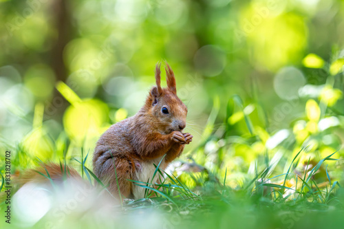 Sciurus vulgaris - cheerful squirrel in the forest