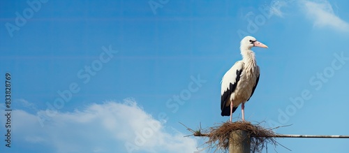 A white stork perched in its nest on a utility pole with a clear sky in the background, creating a picturesque copy space image.