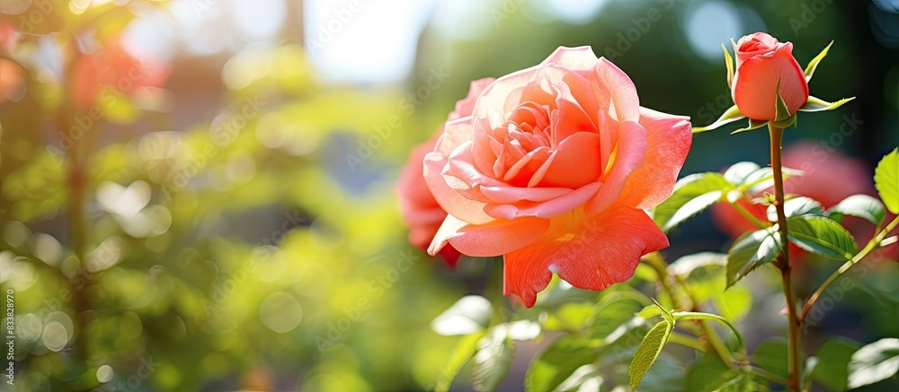 Obraz premium A rose flower in the garden with copy space image.