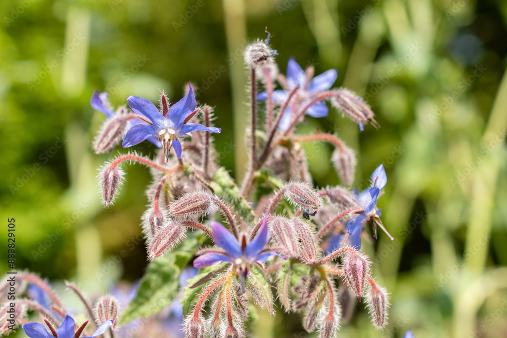 Starflower or Borago Officinalis plant in Zurich in Switzerland Starflower or Borago Officinalis plant in Zurich in Switzerland