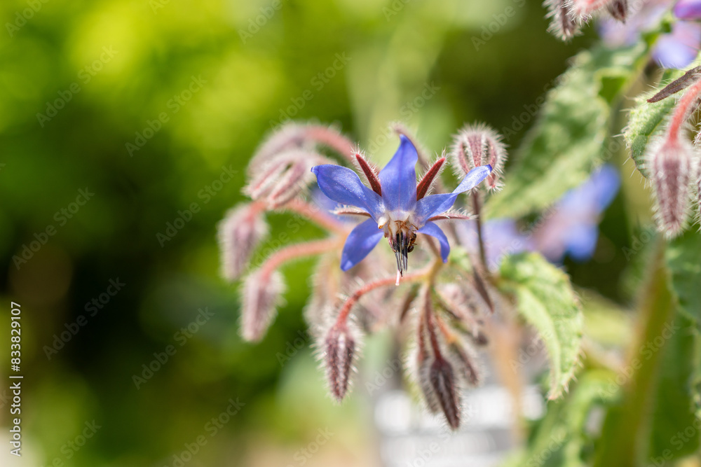 Starflower or Borago Officinalis plant in Zurich in Switzerland Starflower or Borago Officinalis plant in Zurich in Switzerland
