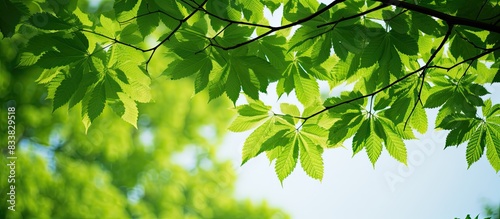 Vivid green horse chestnut tree leaves against tree silhouette create a stunning copy space image.