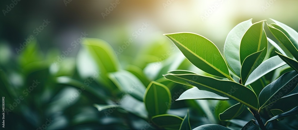 Detailed close-up image focusing on the leaves of a ficus plant with ample copy space in the frame. Detailed close-up image focusing on the leaves of a ficus plant with ample copy space in the frame.