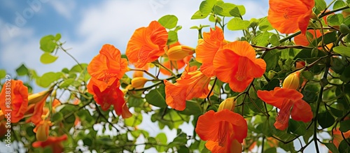 Campsis or Campsis grandiflora, also known as the Chinese trumpet vine, is a plant with vibrant flowers in orange and red hues, ideal for climbing structures. . with copy space image