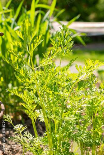 Wild carrot or Daucus Carota plant in Zurich in Switzerland