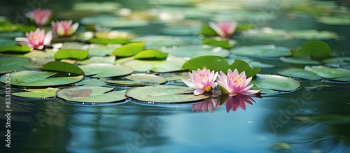 A beautiful aquatic flower ...