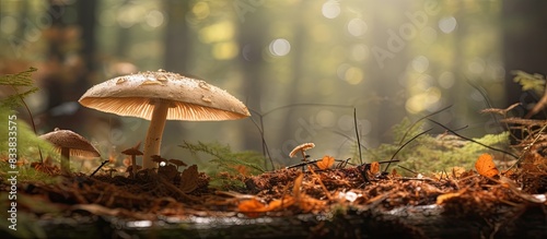 Autumn forest scene featuring Macrolepiota procera, an edible parasol mushroom in a serene setting with copy space image. photo