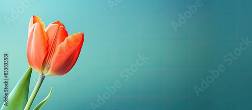 Vibrant orange tulip in full bloom against a soft green background with ample copy space image. #833833581