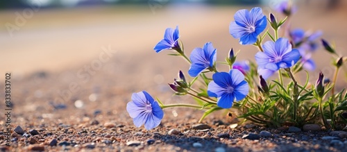 Fototapeta Naklejka Na Ścianę i Meble -  Blue flax flowers blooming gracefully alongside a gravel roadside, perfect for a copy space image.