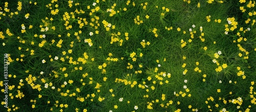 Aerial view of softly-focused yellow flowers amidst green grass, with copy space image.
