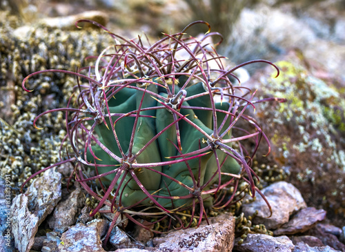 Ferocactus wislizeni (Fishhook Barrel Cactus), a young plant growing among stones in a rock desert photo