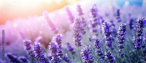 Beautiful lavender flowers blooming in a garden with copy space image.