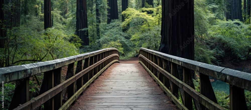 A wooden bridge extends towards a dense redwood forest, with a serene atmosphere and ample copy space image. A wooden bridge extends towards a dense redwood forest, with a serene atmosphere and ample copy space image.